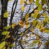 樹木公園の紅葉「石川県林業試験場」