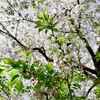 銀座デパ地下でランチのお惣菜。羨ましい長女の趣味と今日の控えめおやつ。