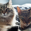 猫が朝起こしてくれるのはいいんだけど後頭部をひたすら舐めるヤツやめて！ 剥げちゃうでしょ！