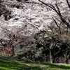 海津市の桜の名所　出来山公園