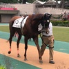 東京競馬12R パドック直前予想　◎15 スノーグレース　がんばれぇぇぇぇぇ！！