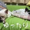 坊主がいない夜