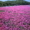 芝桜公園へ