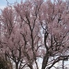 彼岸桜&枝垂桜