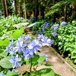 涼やかな青色の花々が魅せる風景。日本寺の紫陽花