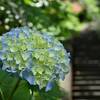川上公園の紫陽花