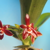 Phalaenopsis cornu-cervi  (red)