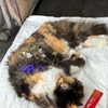 メモ　にゃあちゃん火葬