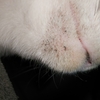 猫のあごの下の謎の黒いぽつぽつ