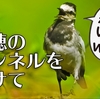 0822【カルガモ親子の兄弟喧嘩】悲劇の雛たち、奇形・怪我。ハクセキレイ、ショウジョウトンボ、カワセミ幼鳥、野鳥の会など【今日撮り野鳥動画まとめ】身近な生き物語