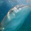 セブ旅行（3日目・前編）→オスロブのジンベイザメツアーへ！（Oslob whale shark watching）