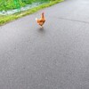 動かざる🐔