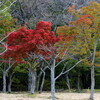 紅葉の庭田山