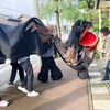 日本の大動脈、隠された農民芸術「箕」の秘密を解き明かす旅、新潟県佐渡島 たかみ獅子に訪問