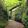 北海道 神秘的な緑の秘境「苔の回廊」に潜入！【Vlog】