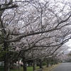 吹け吹け、桜風