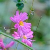 11月の赤塚植物園、その２。