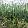 心に落ちた「たね」