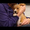 Dog Training Provides & Gear For Puppies & Canine