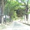 氷川神社参道