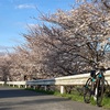 青空に桜