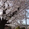 桜が満開でした