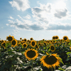 野木のひまわり畑。
