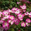 庚申薔薇、、、