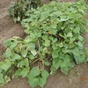 サツマイモ収穫　日陰に置いて　Harvesting sweet potatoes