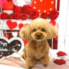 トイプードルのぴーこちゃん