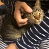 愛猫ミルクの命の授業