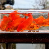 金魚がたくさん釣れました。