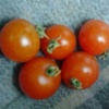 水耕栽培ミニトマト　今晩は５つ収穫できました。