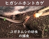 ニホントカゲのらくらく飼育法（えさ①：コガネムシの幼虫）
