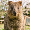 【２０２６年最新】埼玉こども動物自然公園でクオッカに会おう！日本にやってきた経緯やイベント情報も紹介します！