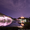 三渓園の夜桜