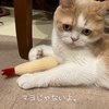 雨田甘夏、歯石です。【猫と歯磨きとおやつ事情】