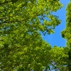 ５月６日