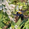 花に向かって飛翔するクマバチ〈1116〉
