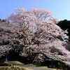 淡墨桜　三重県美杉町