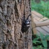 新宿御苑に大量のカブトムシを見に行った