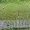 谷戸田の風景　19/6/29　田の草取り