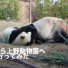 VLOG 田舎から上野動物園へ行ってみた