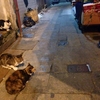 香港の猫会議（社会派）