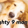 子犬マイティの癒し動画　ダックス　9ヶ月3週目