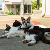 玄海諸島のねこさん