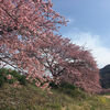 ゆっくり桜鑑賞ができる南伊豆の桜まつり♪