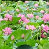 ７月１１日　蓮の花が綺麗だった。ヤクルトスワローズは内山の満塁ホームランでタイガースに勝ちました。