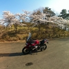 バイク GSX250R ダムは今が桜の見頃・・ハイオクの効果は・・