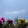 6月9日～13日の出来事